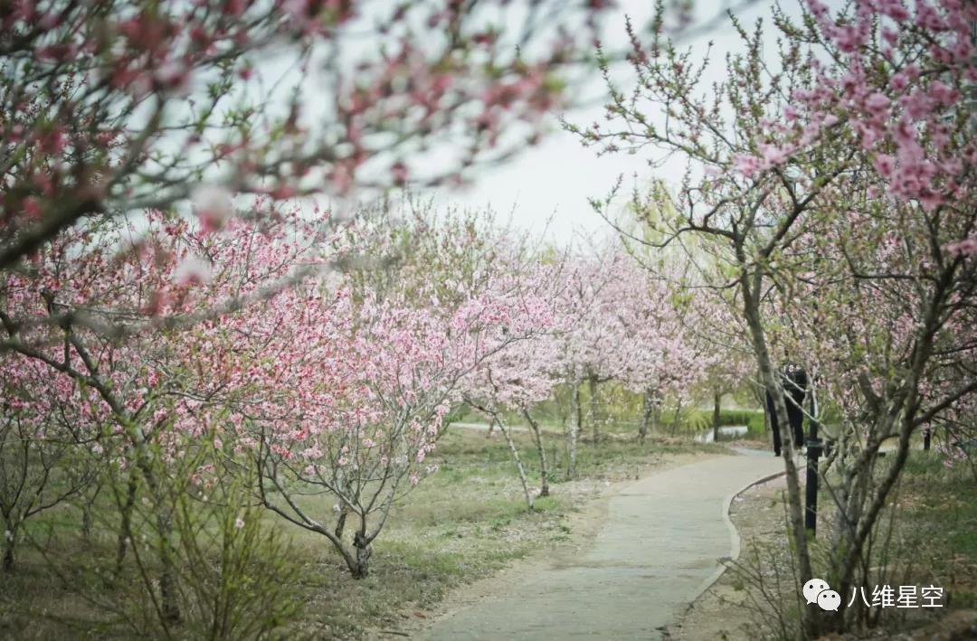 八维最美春花季，学子奋斗灿烂时